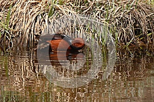 Cinnamon Teal Grooming