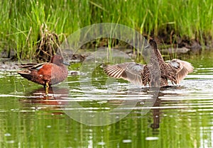 Cinnamon Teal hen flapping her wings with drake looking in green Marsh