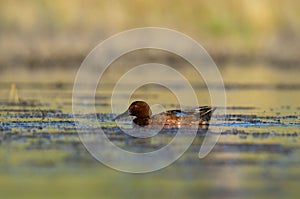 Cinnamon teal in lagoon environment, La Pampa Province,