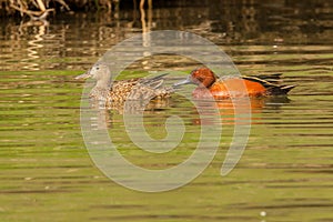 Cinnamon Teal Pair