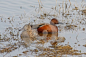 Cinnamon Teal Pair in a New Mexico Wetland