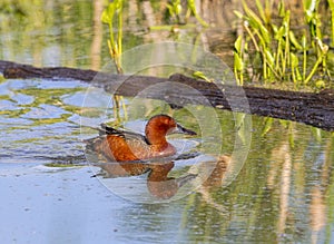 Cinnamon Teal on a Pond