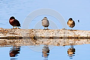 Cinnamon Teal Spatula cyanoptera ducks sitting on a log in the wetlands at Merced National Wildlife Refuge, Central California