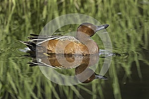 Cinnamon teal in still water