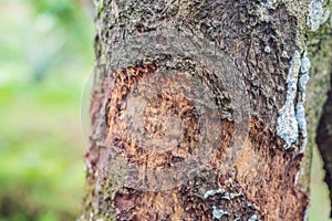 Cinnamon tree bark taken on plantation, Malaysia