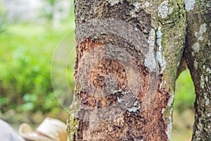 Cinnamon tree bark taken on plantation, Malaysia