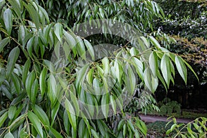 Cinnamon tree branch with glossy green leaves