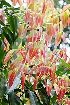 Cinnamon Tree - Cinnamomum zeylanicum