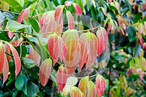 Cinnamon Tree with colored leaves