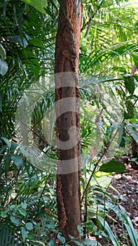 Cinnamon tree Goa Tropical Garden tropics produce spice