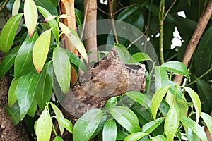 Cinnamon Tree Leaves photo