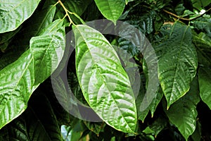 Cinnamon Tree Leaves  53098