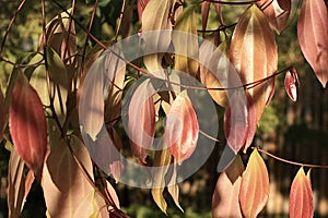 Cinnamon tree with pink leaves