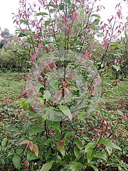 Cinnamon tree plant with green and reddish leaves