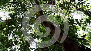 Cinnamon tree trunk, leaves and crown. A large cinnamon tree grows in nature