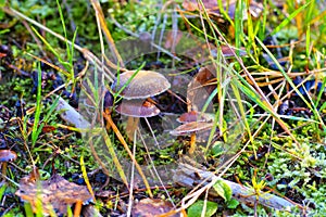 cinnamon webcap  Cortinarius cinnamomeus in forest