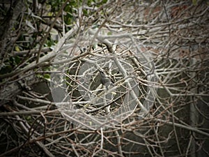 Cinnyris chalybea female