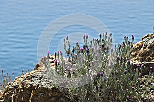 Cinque Terre, Liguria, Italy. A lavender bush with a sea background