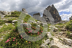 Cinque Torri in Dolomiti mountains with azalea in front