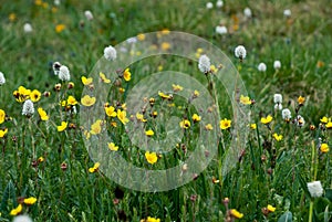 Cinquefoil and Bistort Meadow