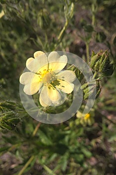 Cinquefoil Potentilla