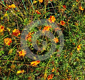 Cinquefoil Shrub