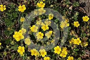 Cinquefoils flower