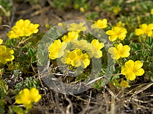 Cinquefoils or Potentilla. Blossoming flowers.