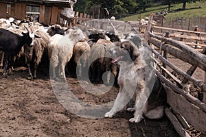 Ciobanesc romanesc carpatin