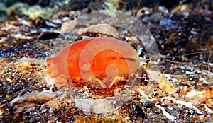 Underwater scene of vase sea squirt - Ciona intestinalis