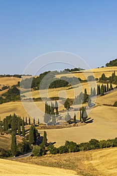 Cipressi di Monticchielo, Typical Tuscan landscape near Montepulciano, Italy