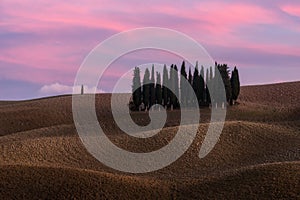 Cipressi di San Quirico d`Orcia