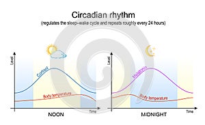 Circadian rhythm. Body temperature, cortisol and melatonin