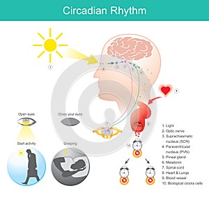 Circadian Rhythm. Diagram human body.