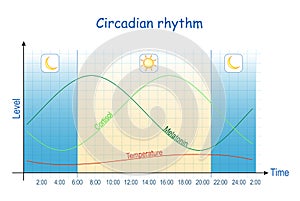 Circadian rhythm. Diagram of melatonin, and cortisol hormones level