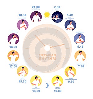 Circadian rhythm. Medical poster, human brain hormone exposure. Healthy day night diagram, sleep cycle and on sunlight