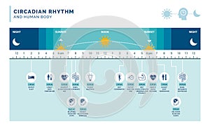 Circadian rhythm and sleep-wake cycle