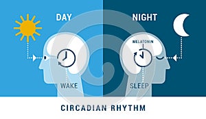 The circadian rhythm and sleep-wake cycle photo