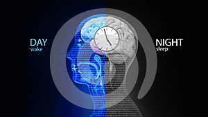 The circadian rhythm and sleep-wake cycle: how exposure to sunlight regulates melatonin secretion in the human brain and body