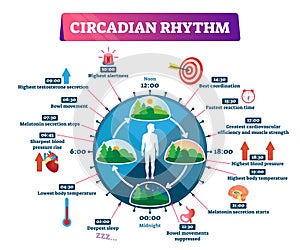 Circadian rhythm vector illustration. Labeled educational day cycle scheme.