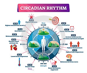 Circadian rhythm vector illustration. Labeled educational day cycle scheme. photo