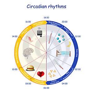 Circadian rhythms. human biological clock and daily activities photo