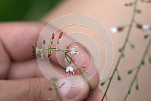 Circaea lutetiana (enchanters nightshade) plant held in hand