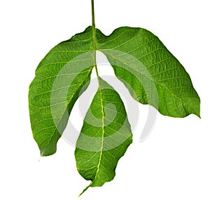 Circassian walnut green leaf isolated on white