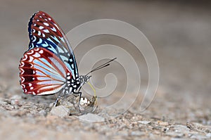Circe butterfly photo