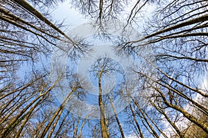 Circle of bare treetops in winter