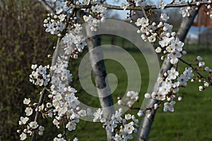 A circle of branches of a blossoming apple tree with white awakening flowers against a background of a spring garden.
