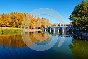 The circle bridge and autumnal trees