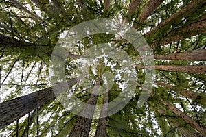 Circle of Coast Redwoods in Portola Valley photo