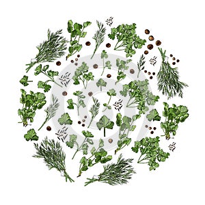 Circle composition of different herbs and spices. Hand drawn ink and colored sketch isolated on white background.